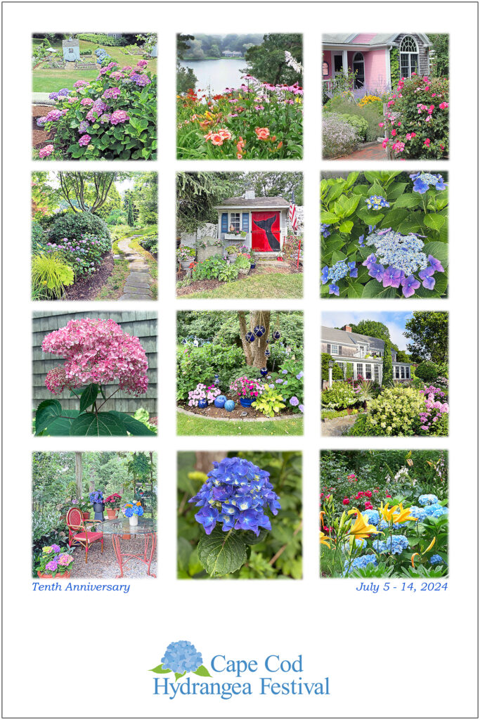 The Cape Cod Hydrangea Fest poster is available for sale from the Cape Cod Chamber of Commerce