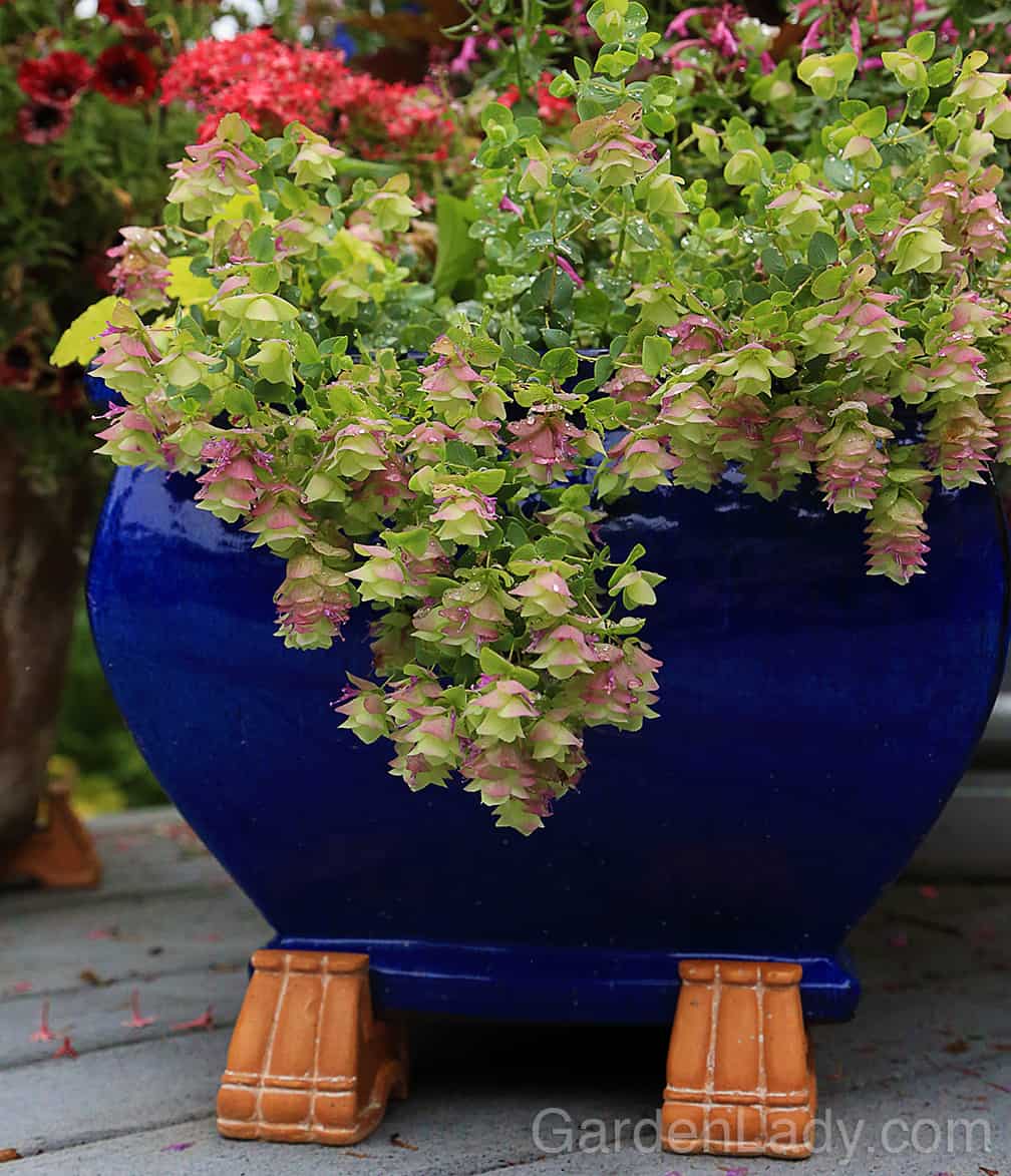 Once you have fragrance, taste and hummingbirds covered, go for beauty. I love how Oregano 'Kent Beauty' looks in a container or as garnish in a glass.