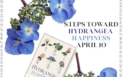Steps Toward Hydrangea Happiness April 10th