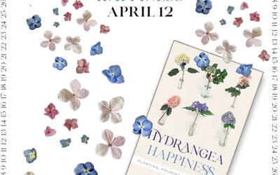 Steps Toward Hydrangea Happiness ~ April 12