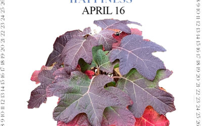 Steps Toward Hydrangea Happiness