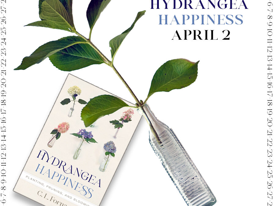 Countdown to Hydrangea Happiness April 2
