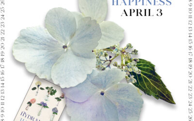 Steps to Hydrangea Happiness – April 3