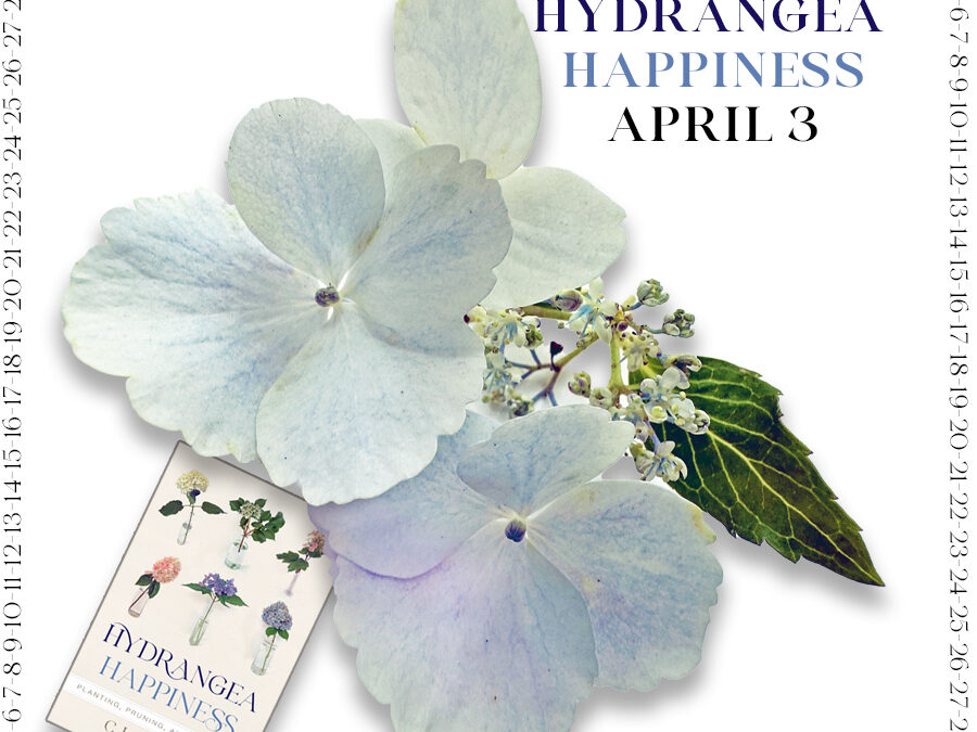 Steps to Hydrangea Happiness – April 3