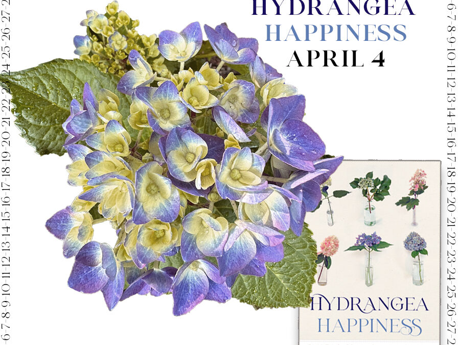 Countdown to Hydrangea Happiness April 4