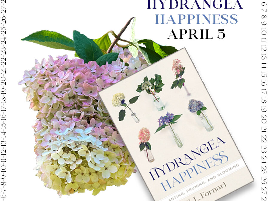 Steps to Hydrangea Happiness April 5