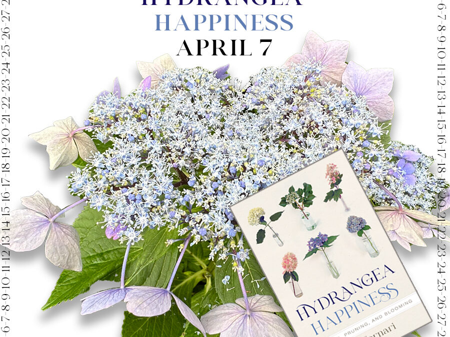 Steps to Hydrangea Happiness ~ April 7th