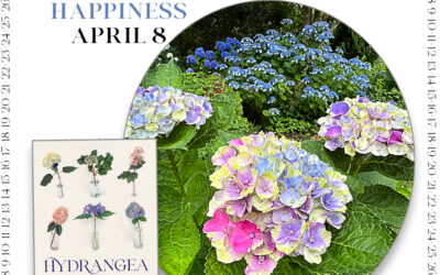 Countdown to Hydrangea Happiness ~ April 8th