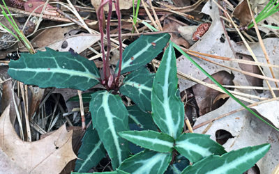 I Love Spotted Wintergreen aka Chimaphila maculata