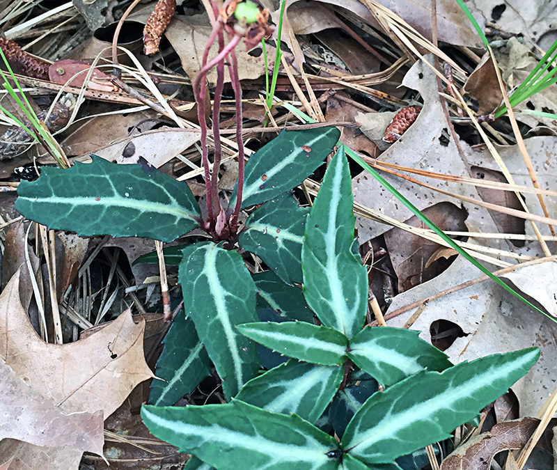 I Love Spotted Wintergreen aka Chimaphila maculata