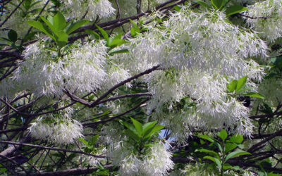 I Love Chionanthus virginicus – aka Fringe Tree