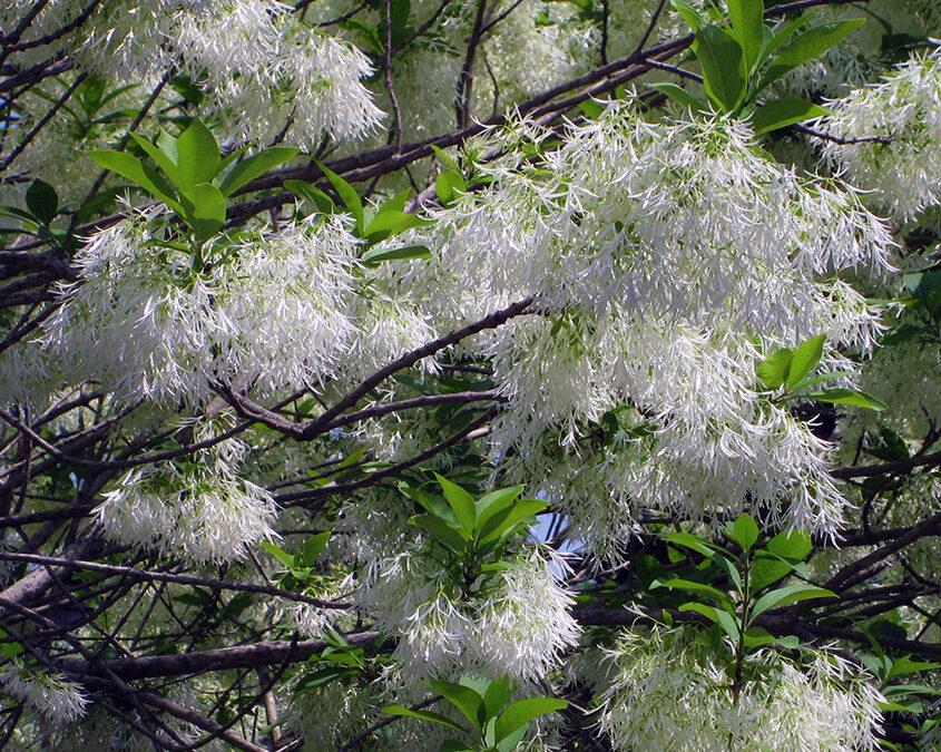 I Love Chionanthus virginicus – aka Fringe Tree