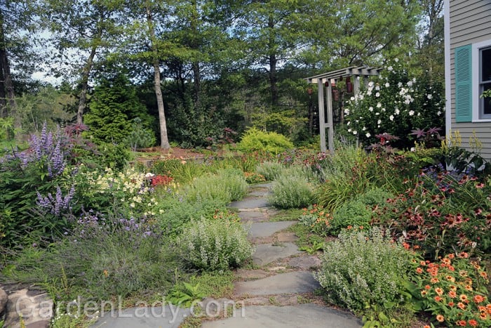 I Love Clinopodium nepeta | GardenLady.com