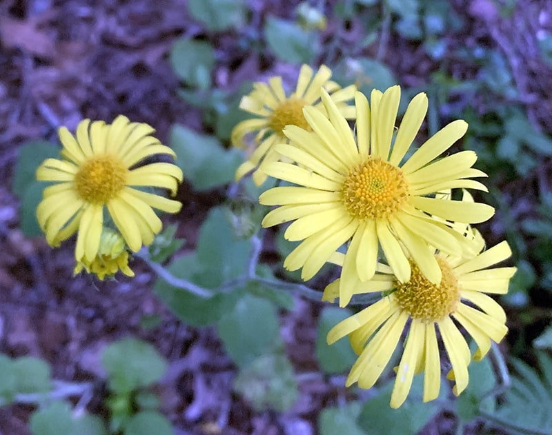 Yellow daisies grow about two feet above the ground on this perennial.
