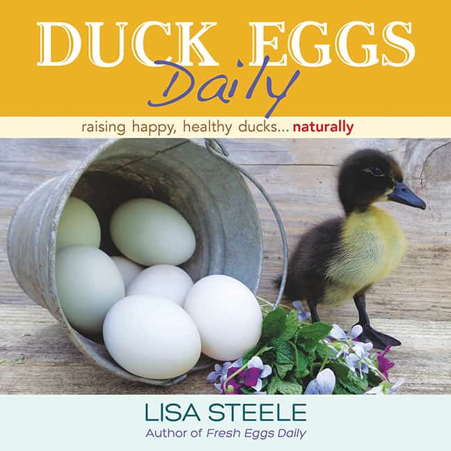 duck-eggs-daily