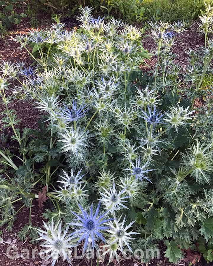 Here's how the big blue sea holly looks as the color is developing. First the flowers look silver, then they transform to blue.
