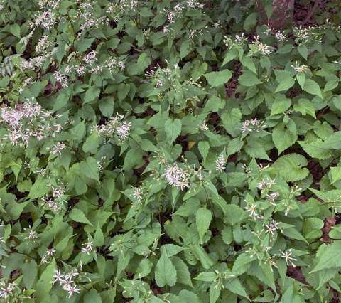 I Love Eurybia divaricata aka White Wood Aster | GardenLady.com