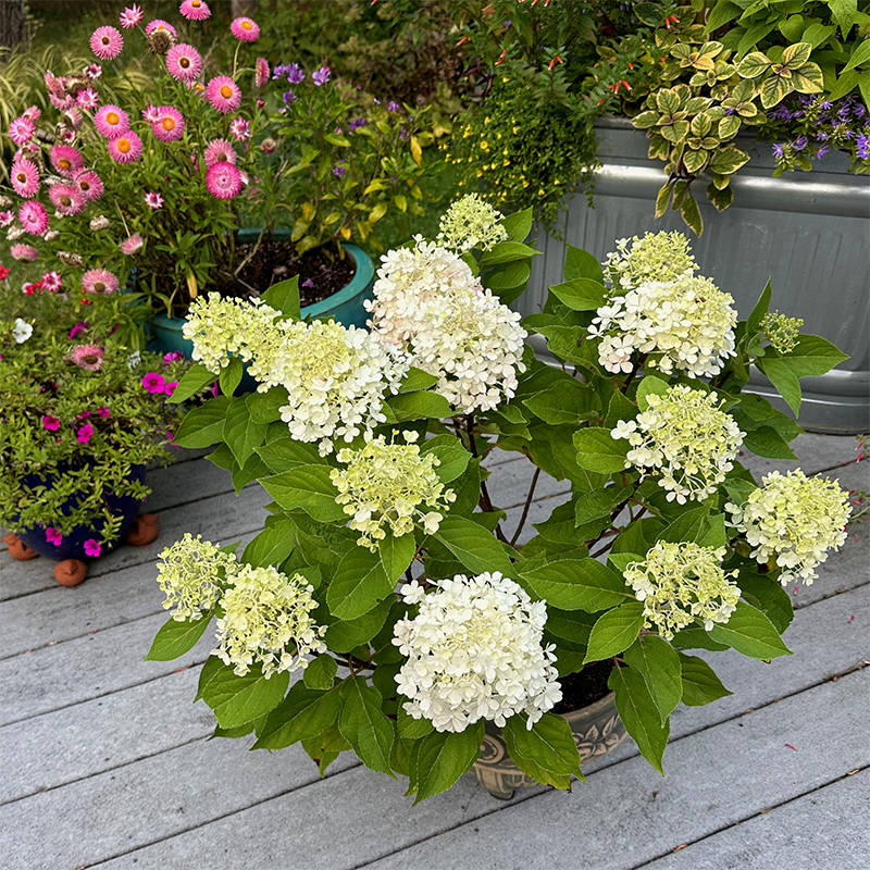 I Love Fire Light Tidbit Panicle Hydrangea Gardenlady Com