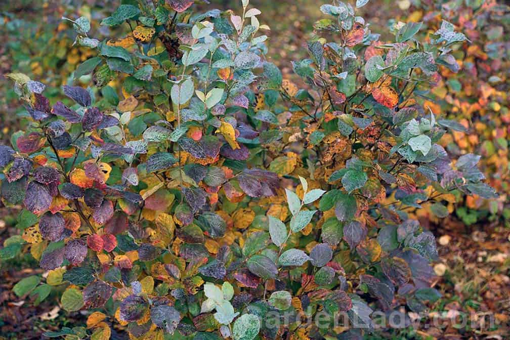 This photo shows the range of colors found in Blue Shadow's leaves. The power-blue is the color of the foliage all summer. In the fall, yellows, reds and purple combine to provide a rich tapestry of colors in your garden.