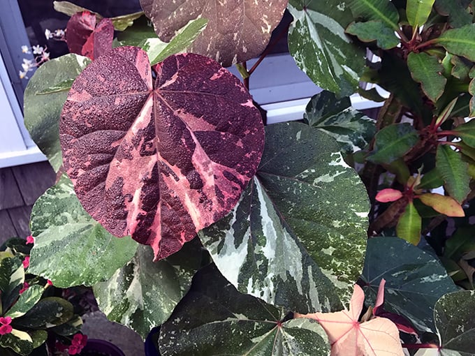 Plants and Morning Coffee: Variegated Sea Hibiscus