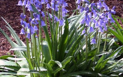 I Love Hyacinthoides hispanica aka Spanish bluebells, or wood hyacinths
