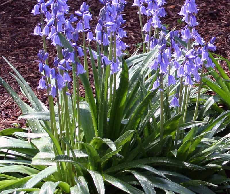 I Love Hyacinthoides hispanica aka Spanish bluebells, or wood hyacinths