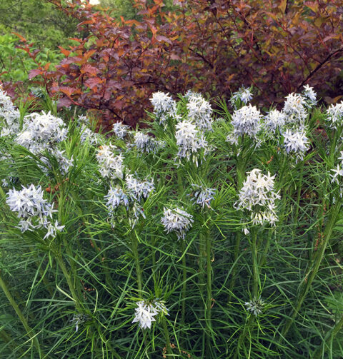 I Love Amsonia Hubrichtii Aka Threadleaf Blue Star | GardenLady.com