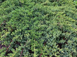 Best Juniper For Ground Cover | GardenLady.com