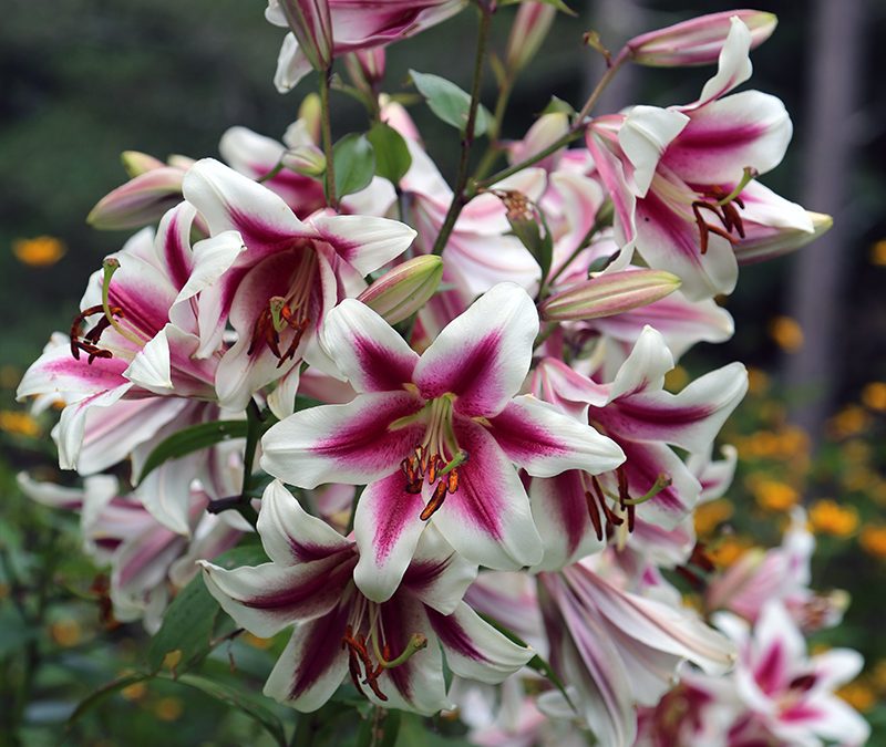 I Love Lilium orientalis, aka Oriental Lilies