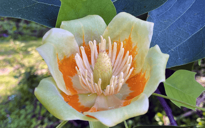 I Love Liriodendron tulipifera aka tulip tree or tulip-poplar