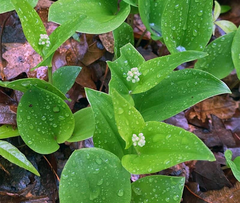 I Love Maianthemum canadense aka Canada mayflower or wild lily-of-the-valley