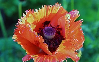 I Love Papaver orientale, aka Oriental poppy