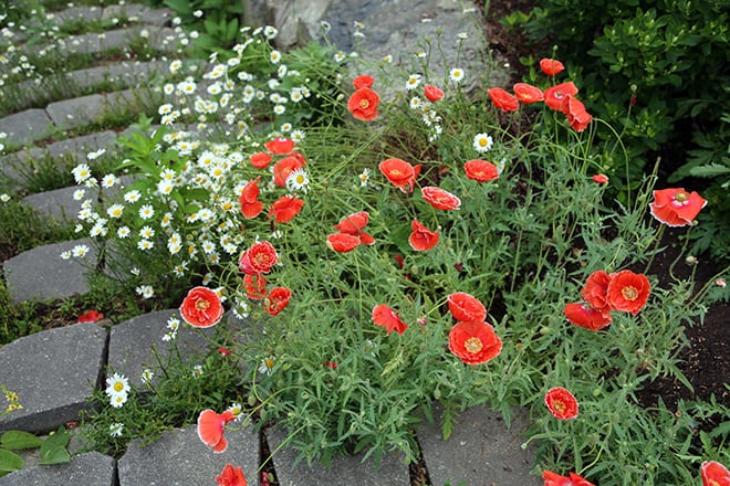 How Can You NOT Love Papaver rhoeas – The Red Common Poppy?