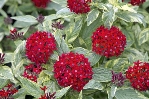 I Love Pentas Lanceolata Aka Star Flower | GardenLady.com