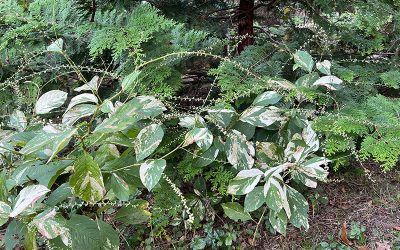 I Love Persicaria virginiana ‘Variegata’ aka Variegated Jumpseed