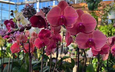 Phalaenopsis aka The Moth Orchid