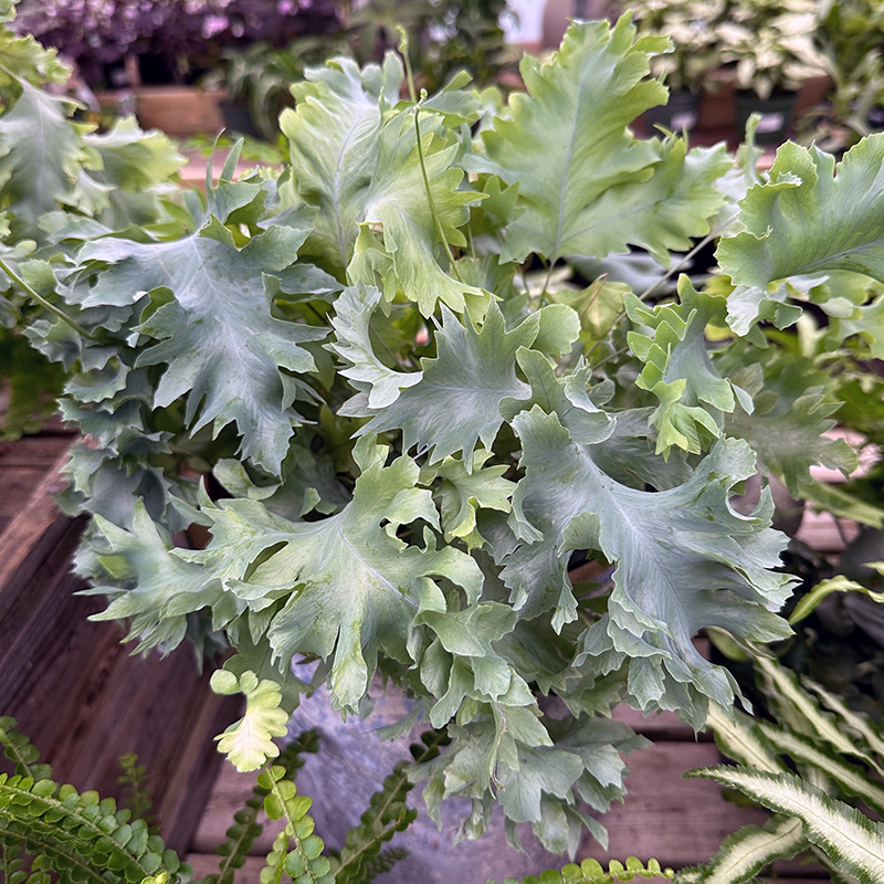 I Love Phlebodium Aureum Aka Living Lace Davana Aka Blue Star Fern 