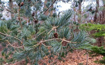 I Love Pinus parviflora Glauca aka Japanese White Pine