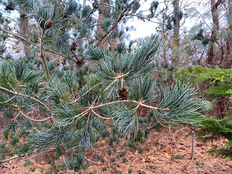 I Love Pinus parviflora Glauca aka Japanese White Pine