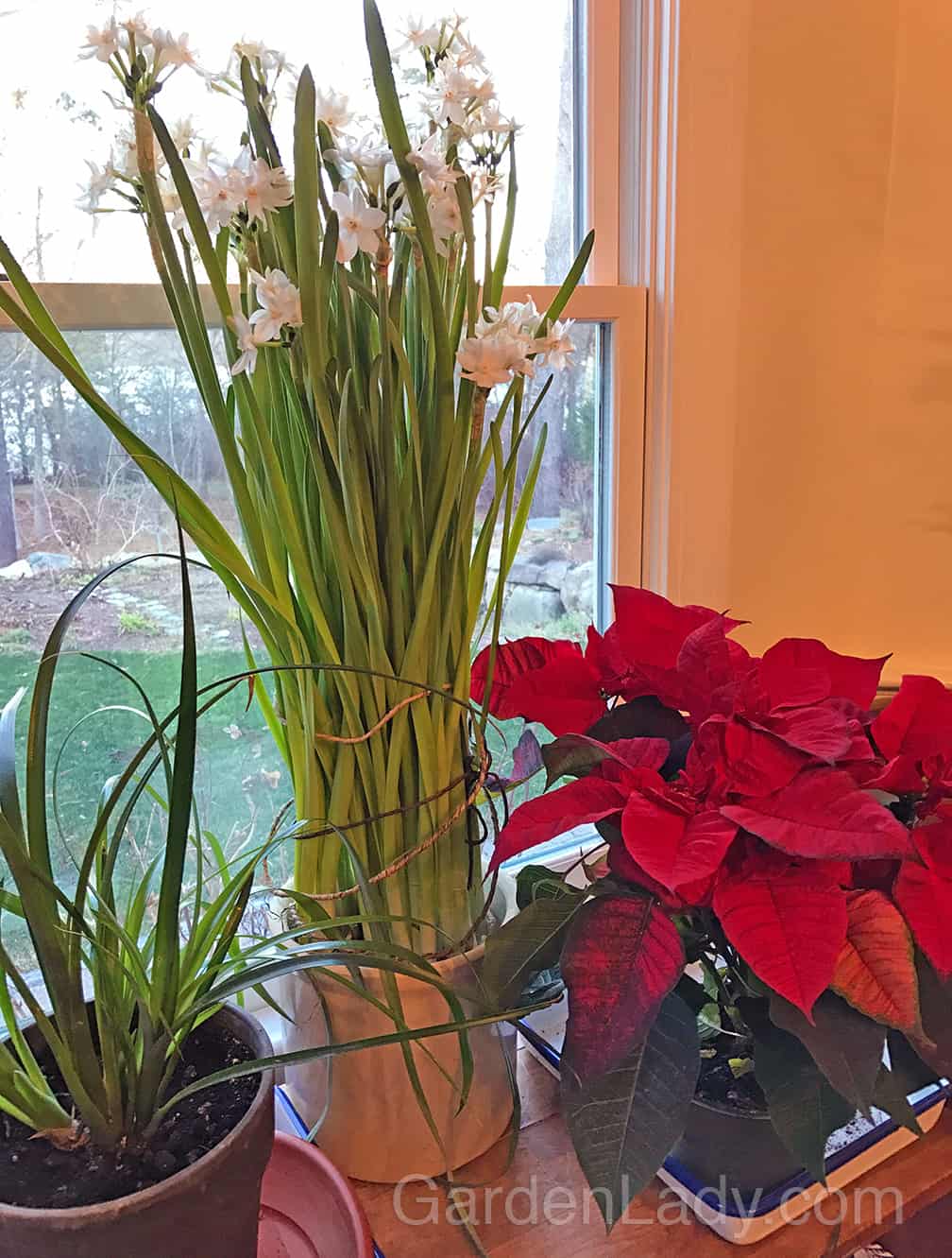 Put a Poinsettia in with your other, green houseplants and you have instant drama. 