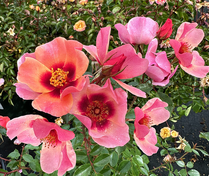 I Love The Ringo All-Star™ Rose