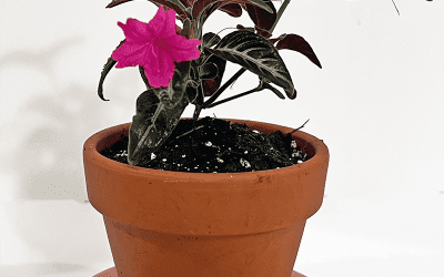 I Love Ruellia makoyana aka Trailing Velvet Plant