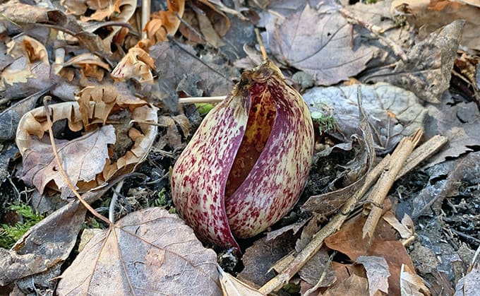 I Love Skunk Cabbage and You Should Too