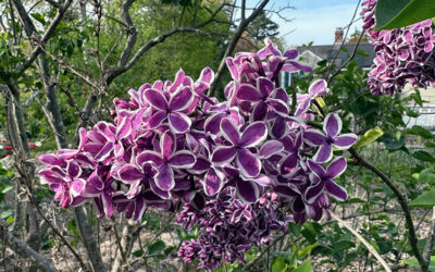 I Love Syringa vulgaris ‘Sensation’ aka Sensation Lilac