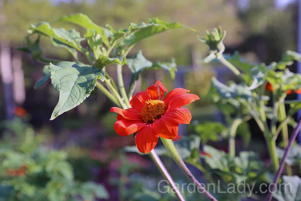 I Love Tithonia Rotundifolia – Mexican Sunflower