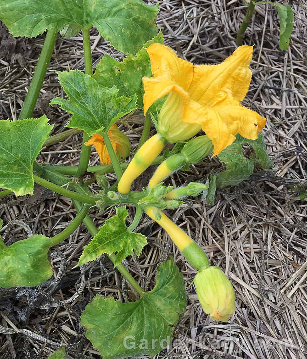 Here you see my Zephyr squash plant on October 7th. Yes, they don't develop as quickly in October as they did in July and August. Nevertheless, I pick these every three or four days in October and that's wonderful.