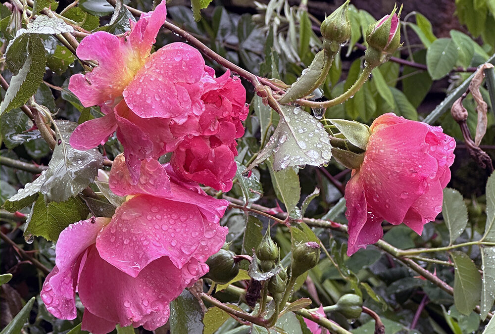 A Postcard From After The Rain