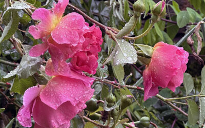 A Postcard From After The Rain