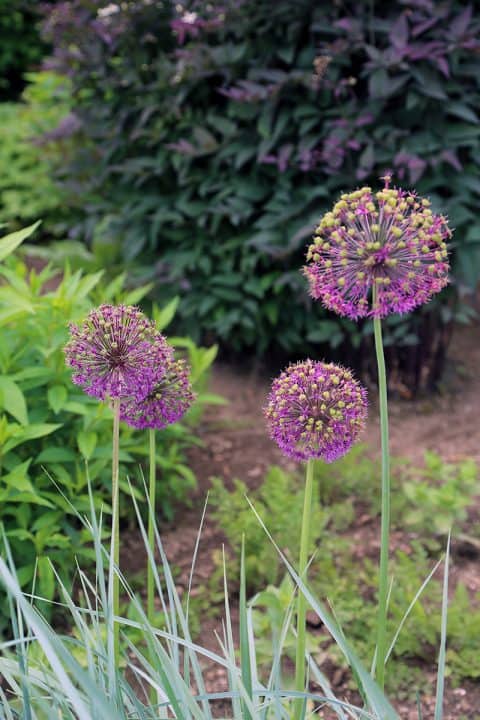 I Love Tall Alliums | GardenLady.com