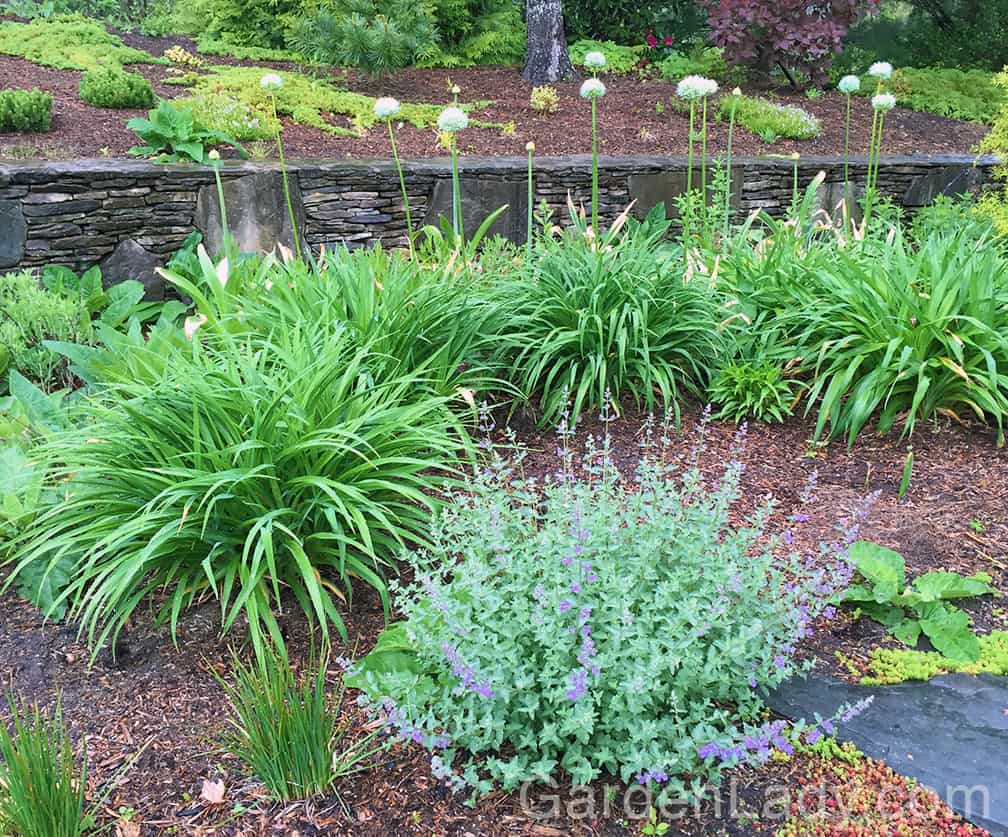 From this angle the daylilies hide the browning Allium foliage. Perfect.